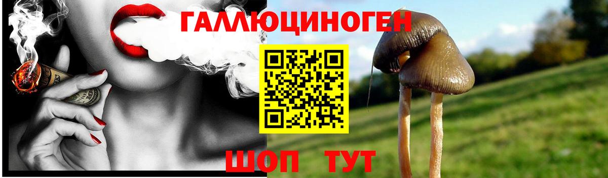 Галлюциногенные грибы Psilocybine cubensis Волгодонск